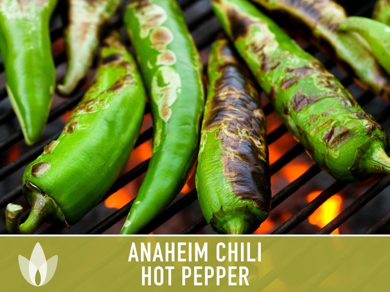 Anaheim Chili Seeds | 25+ Seeds, Heirloom, Mild Flavor, Versatile Use | Capsicum annuum image 6