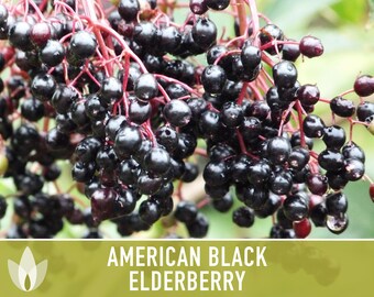 American Black Elderberry Seeds - Heirloom Seeds, Common Elderberry, Sambucus Canadensis, Medicinal Plant, Open Pollinated, Non-GMO