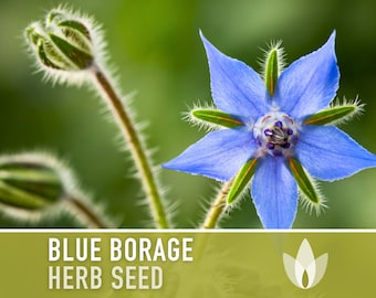 Borage Heirloom Seeds - Adored by the bees! - Non-GMO, Open Pollinated, Untreated