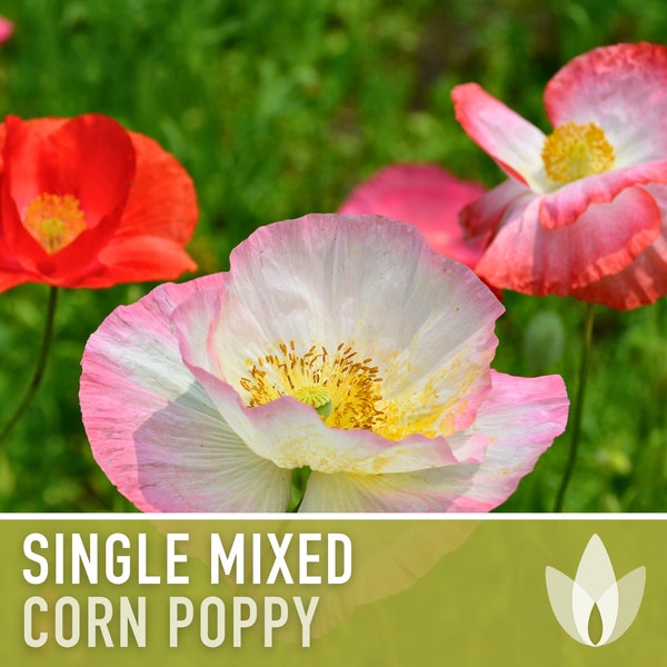 Single Mixed Corn Poppy,  Heirloom Seeds - Flower Seeds, Cool Weather Seeds, Flowers, Flower Mix, Remembrance, Common Poppy