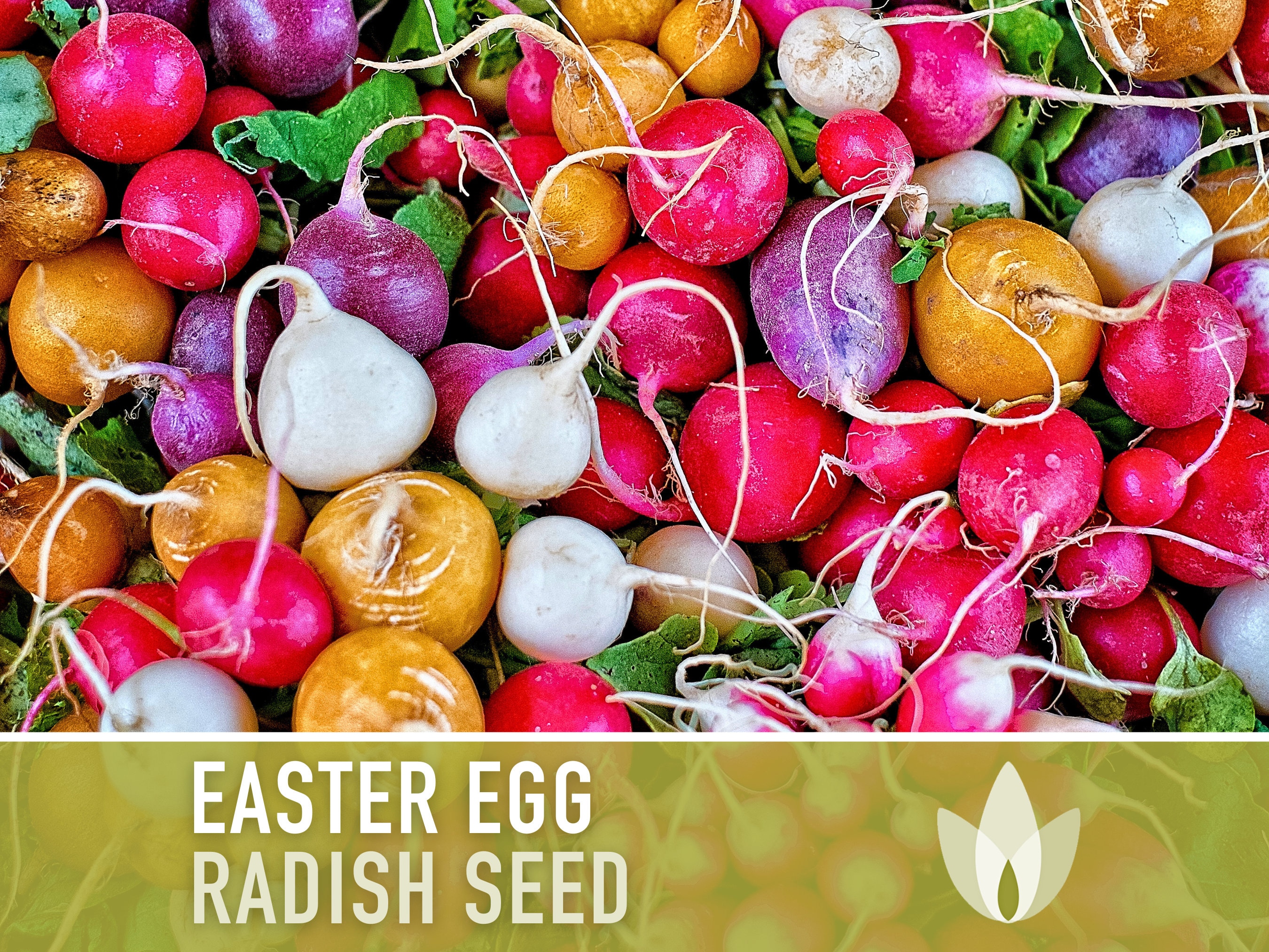 Easter Egg Radish Heirloom Seeds