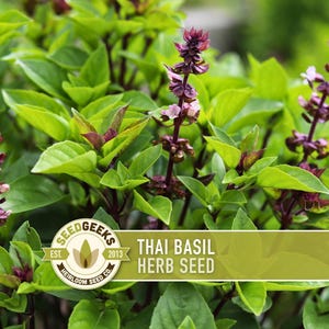 Thai Basil Herb Seeds | 100+ Seeds, Heirloom, Organic, Rare Culinary & Medicinal Garden image 1