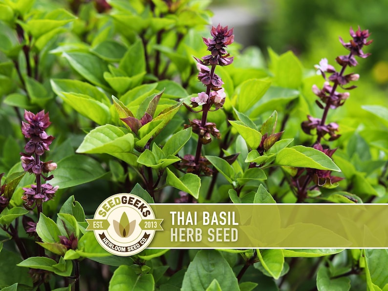 Thai Basil Herb Seeds | 100+ Seeds, Heirloom, Organic, Rare Culinary & Medicinal Garden image 1