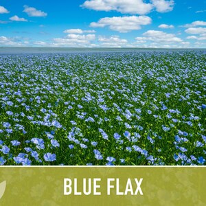 Blue Flax Wildflower Heirloom Seeds, Flower Seeds, Wildflower image 8