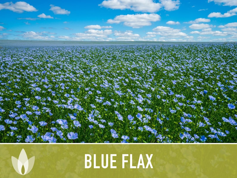 Blue Flax Wildflower Heirloom Seeds, Flower Seeds, Wildflower image 8