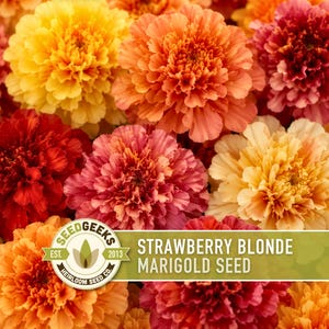 Pode incluir: Um grupo de flores de cravo-de-defunto vibrantes em tons de amarelo, laranja e vermelho profundo. Uma etiqueta retangular verde sobrep&otilde;e a parte inferior, com o texto SEEDGEEKS EST. 2013 HEIRLOOM SEED CO. STRAWBERRY BLONDE MARIGOLD SEED em branco.
