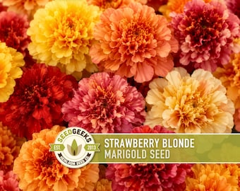 Strawberry Blonde Marigold Seeds | Peach Pink Yellow, Annual, Heat Tolerant | Tagetes patula