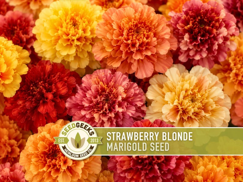 Pode incluir: Um grupo de flores de cravo-de-defunto vibrantes em tons de amarelo, laranja e vermelho profundo. Uma etiqueta retangular verde sobrep&otilde;e a parte inferior, com o texto SEEDGEEKS EST. 2013 HEIRLOOM SEED CO. STRAWBERRY BLONDE MARIGOLD SEED em branco.