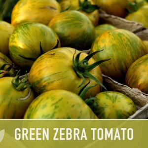 Green Zebra Tomato Seeds Heirloom, Indeterminate, Open Pollinated, Non-GMO image 6