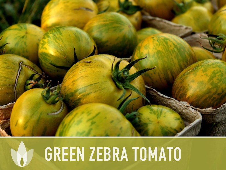 Green Zebra Tomato Seeds Heirloom, Indeterminate, Open Pollinated, Non-GMO image 6