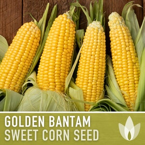 Golden Bantam Sweet Corn Seeds – Heirloom, Non-GMO