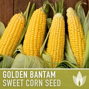 Golden Bantam 8-Row Sweet Corn Seeds - Heirloom Corn, Early Harvest, Delicious Golden Kernels, Open Pollinated, Non-GMO