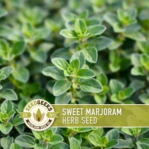 a close-up view of a dense, lush growth of green herbs, with the text "SEEDGEEKS EST. 2013 SWEET MARJORAM HERB SEED" prominently displayed.