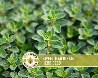 Sweet Marjoram Herb Seeds – Heirloom Culinary Herb, Non-GMO
