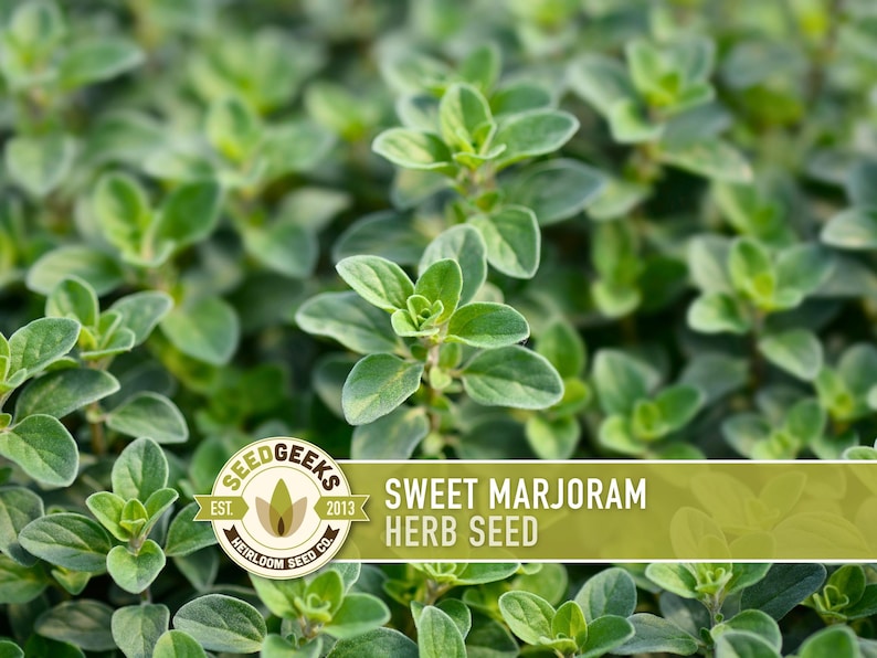 a close-up view of a dense, lush growth of green herbs, with the text "SEEDGEEKS EST. 2013 SWEET MARJORAM HERB SEED" prominently displayed.