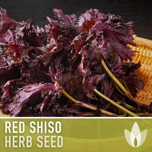 Red Shiso Herb Heirloom Seeds - Non-GMO, Open Pollinated, Untreated