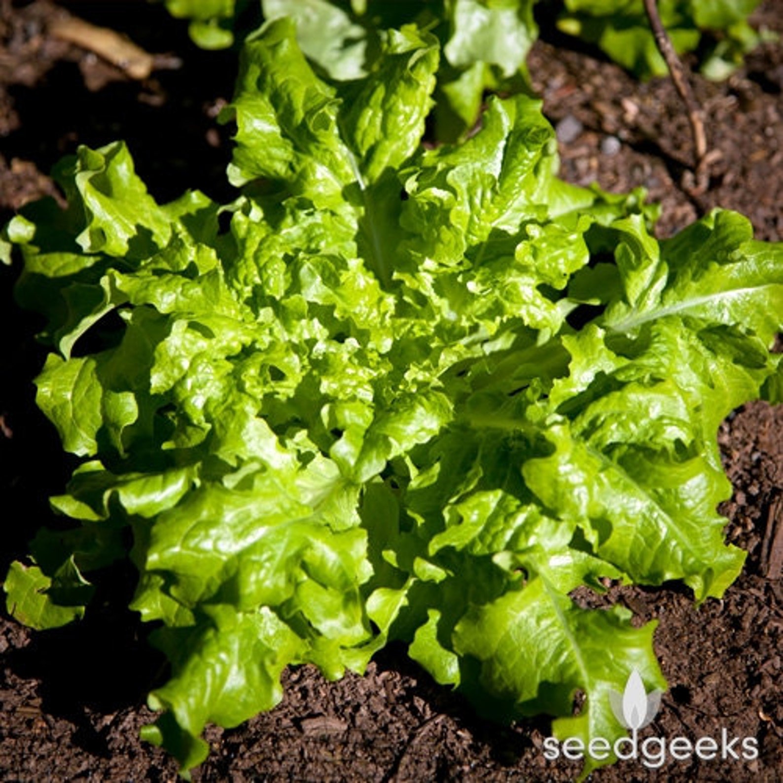 Green Salad Bowl Lettuce Heirloom Seeds Etsy