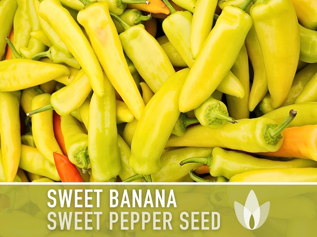 Sweet Banana Pepper Heirloom Seeds Sweet Pepper, Pickling, Pepper Jam