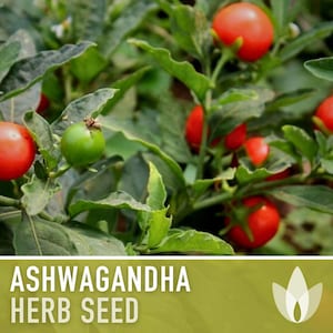 Ashwagandha Herb Seeds | 30+ Seeds, Organic, Heirloom Indian Ginseng, Medicinal, Withania somnifera image 8