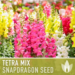 Snapdragon, Tetra Mix - 100 Seeds - Heirloom Flower Seeds, Cut Flower Garden, Cottage Garden, Fairy Pixie Garden, Antirrhinum Majus, Non-GMO