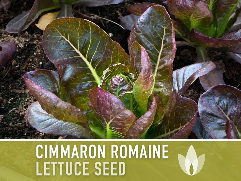 SeedGeeks Cimmaron Romaine Lettuce Seeds