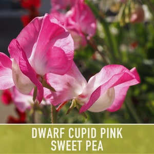 Sweet Pea, Cupid Pink Flower Seeds Heirloom Seeds, Dwarf Flower Seeds, Fragrant Flower, Pollinator Garden, Open Pollinated, Non-GMO image 1