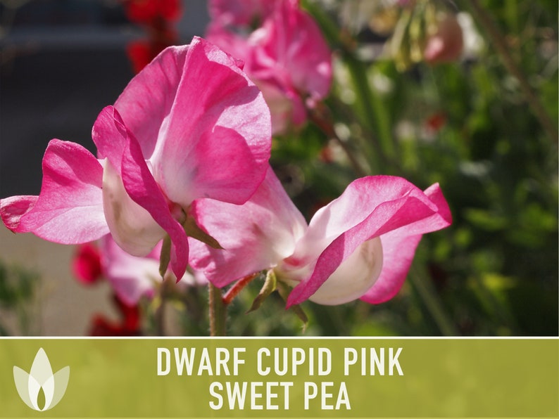 Sweet Pea, Cupid Pink Flower Seeds Heirloom Seeds, Dwarf Flower Seeds, Fragrant Flower, Pollinator Garden, Open Pollinated, Non-GMO image 1