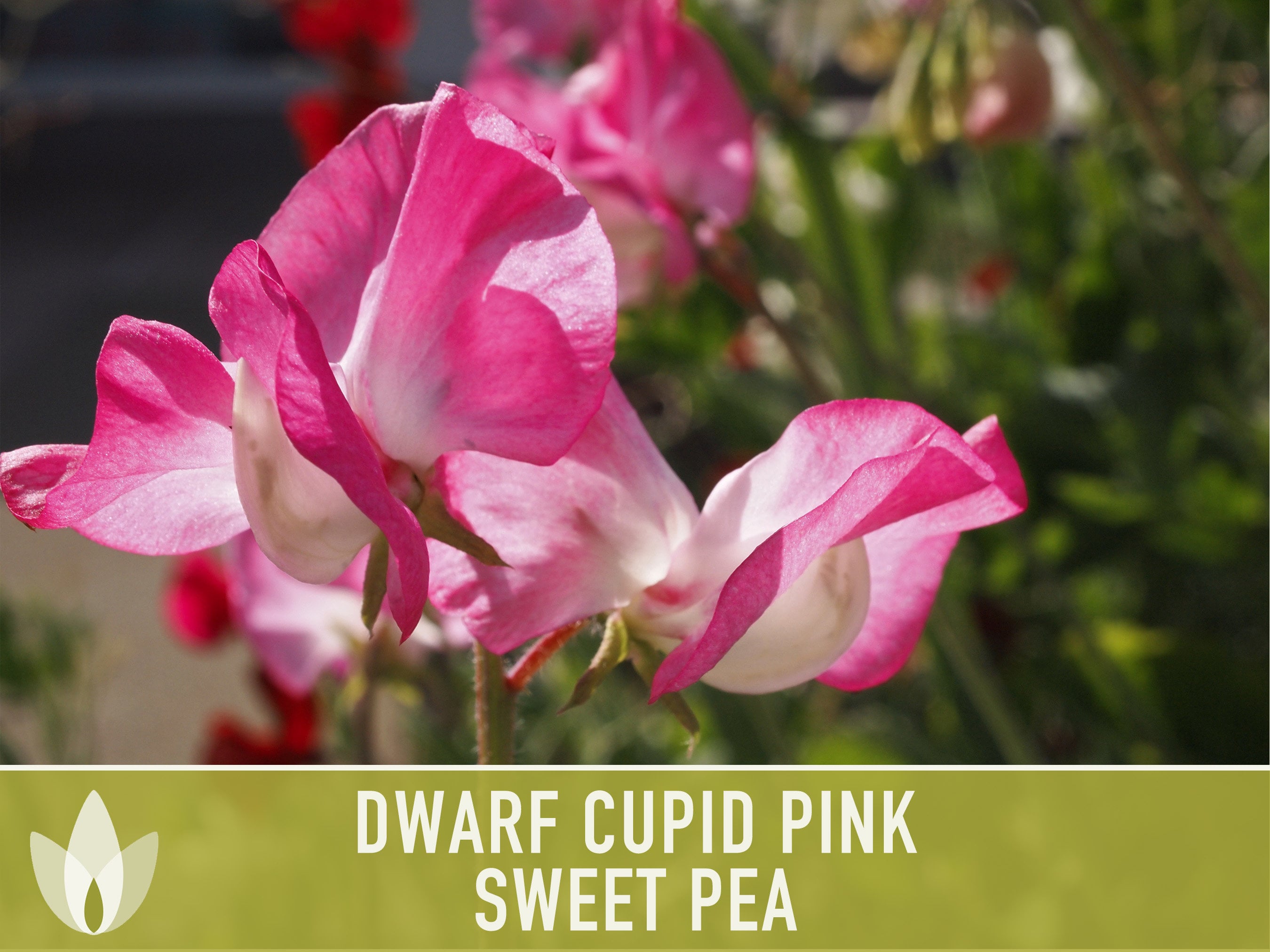 Mug kabine Jo da Sweet Pea Cupid Pink Flower Seeds Heirloom Seeds Dwarf - Etsy