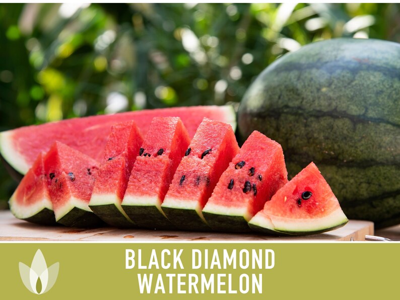 Black Diamond Watermelon Heirloom Seeds Etsy
