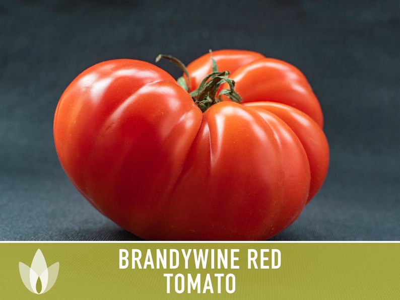 Brandywine Red Tomato Heirloom Seeds Etsy