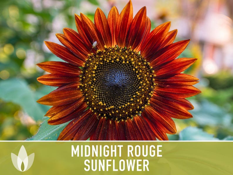 Midnight Rouge Sunflower Seeds - Burgundy Bouquet Flowers afbeelding 9