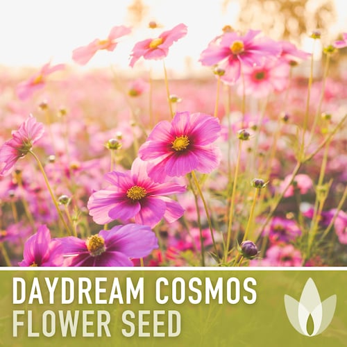 Cosmos, Daydream Heirloom Flower Seeds - Cut Flowers, Pollinator Friendly, Butterfly Garden, Non-GMO