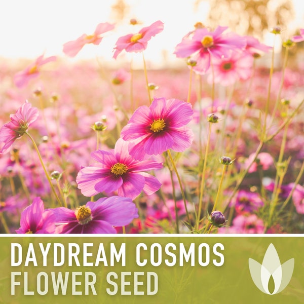 Cosmos, Daydream Heirloom Flower Seeds - Cut Flowers, Pollinator Friendly, Butterfly Garden, Non-GMO