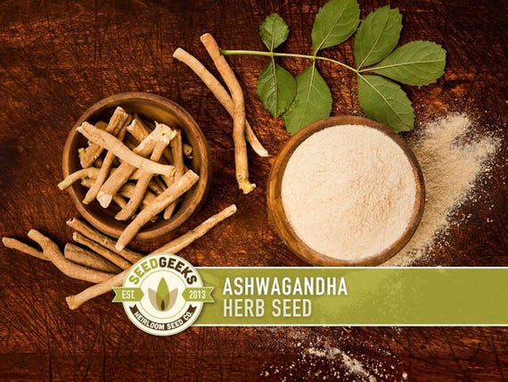 Ashwagandha Herb Seeds | 30+ Seeds, Organic, Heirloom Indian Ginseng, Medicinal, Withania somnifera