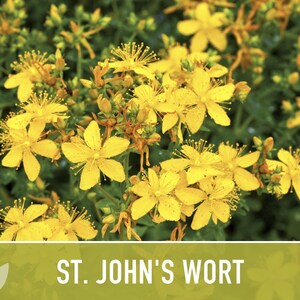 St. John's Wort Herb Seeds - Heirloom Medicinal Plant, Open Pollinated image 5
