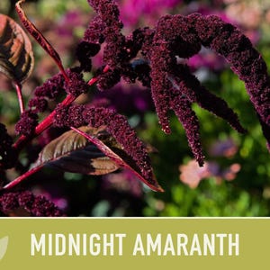 Midnight Red Amaranth Seeds – Heirloom, Salad Greens, Cut Flower image 5