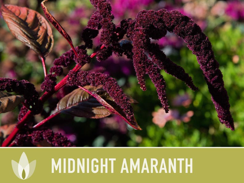 Midnight Red Amaranth Seeds – Heirloom, Salad Greens, Cut Flower image 5
