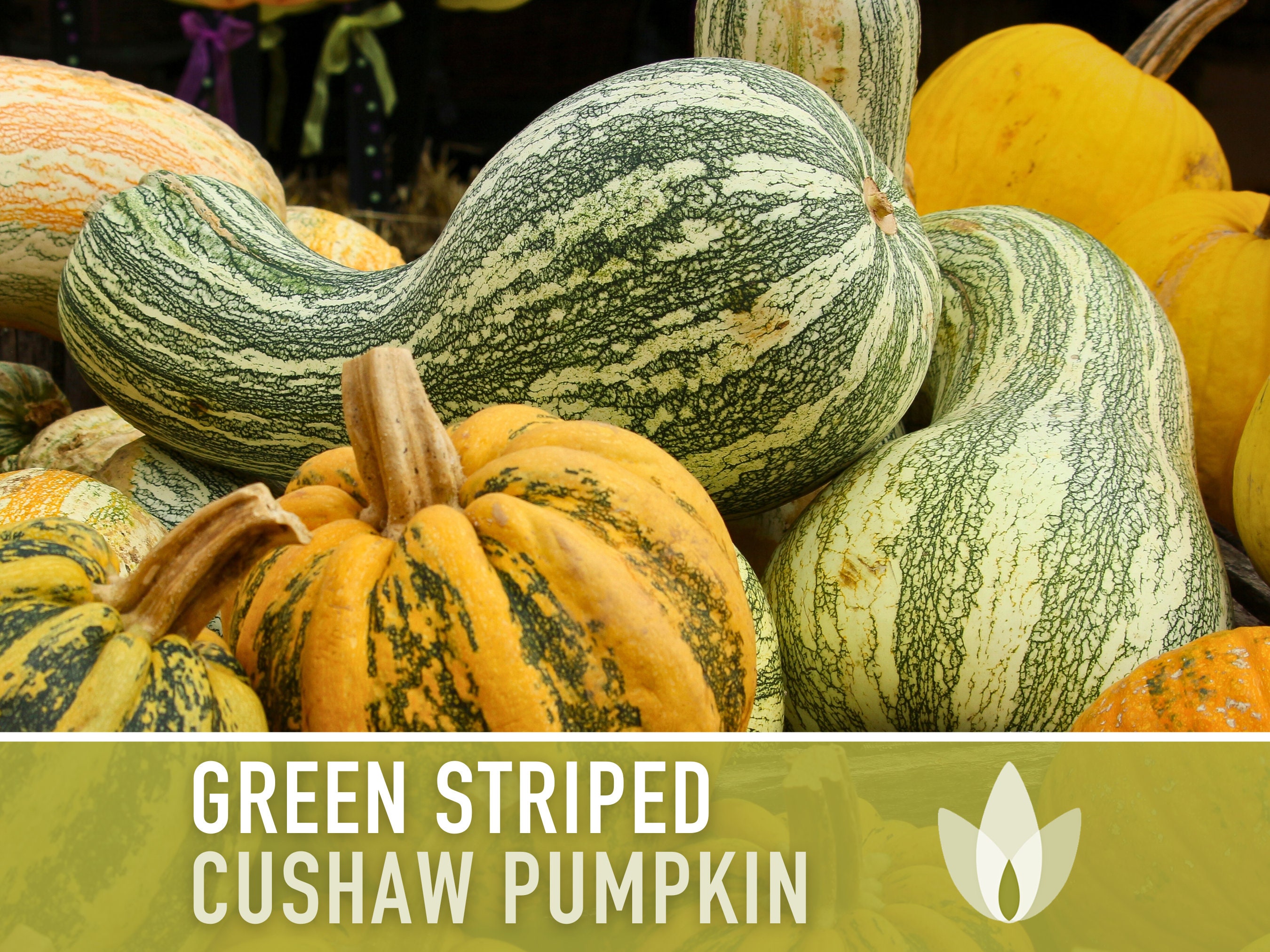 Green Striped Cushaw Pumpkin Seeds - Heirloom Seeds, Superb Pie Pumpkin, Pumpkin Bread, Pumpkin Soup, Crookneck, Open Pollinated, Non-GMO