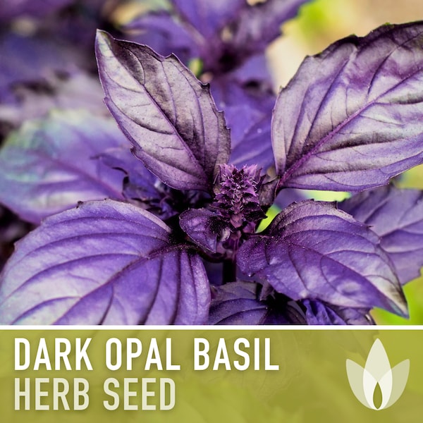 Dark Purple Opal Basil Heirloom Seeds - Culinary Herb, Non-GMO, Open Pollinated