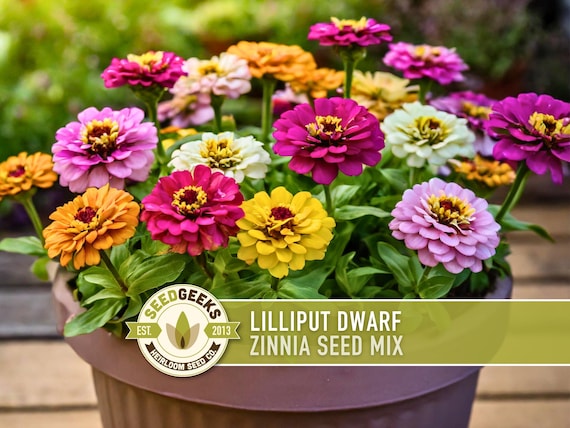 fertilizer pepper plants Green Dews Pepper Glory Fertilizers for Pepper capsicum Chilli Plants