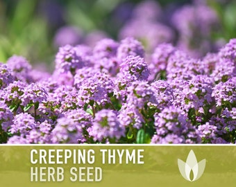 Creeping Thyme Seeds - Heirloom Seeds, Thymus Serpyllum, Culinary Herb Seeds, Ground Cover Seeds, Open Pollinated, Non-GMO