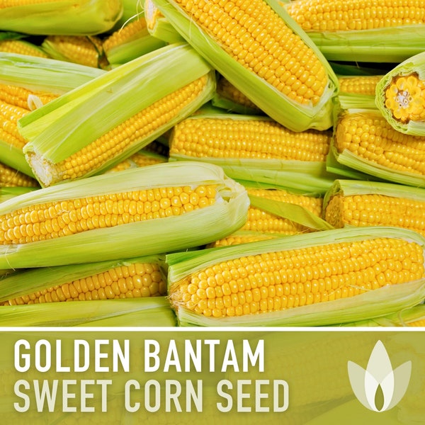 Golden Bantam 8-Row Sweet Corn Heirloom Seeds