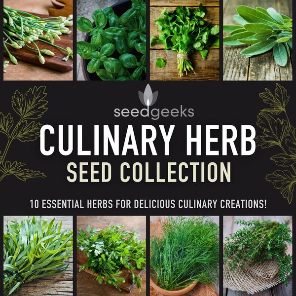 Culinary Herb Seed Collection - 10 Flavorful Heirloom Herbs for Delicious Culinary Creations, Gardener Gift, Stocking Stuffer, OP, Non-GMO