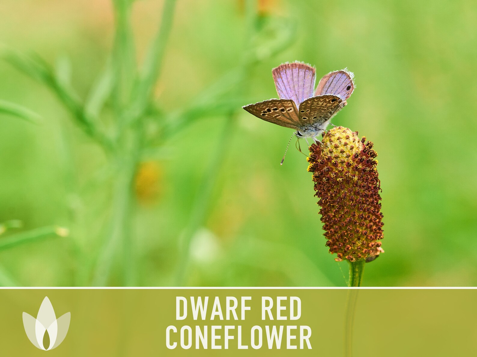 Dwarf Red Coneflower Heirloom Seeds Flower Seeds Medicinal Etsy