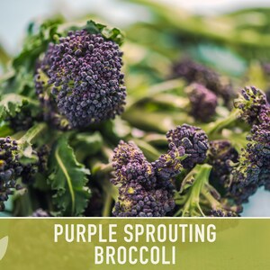 Purple Sprouting Broccoli Seeds Heirloom, Organic, Non-GMO image 7