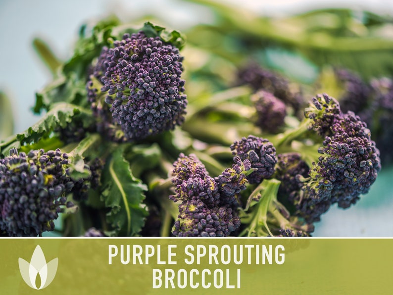 Purple Sprouting Broccoli Seeds Heirloom, Organic, Non-GMO image 7