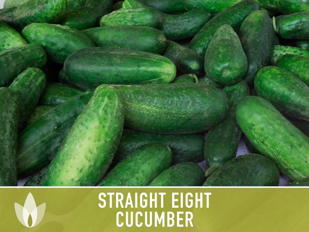 Straight Eight Cucumber Seeds Heirloom Vining Pickling Etsy