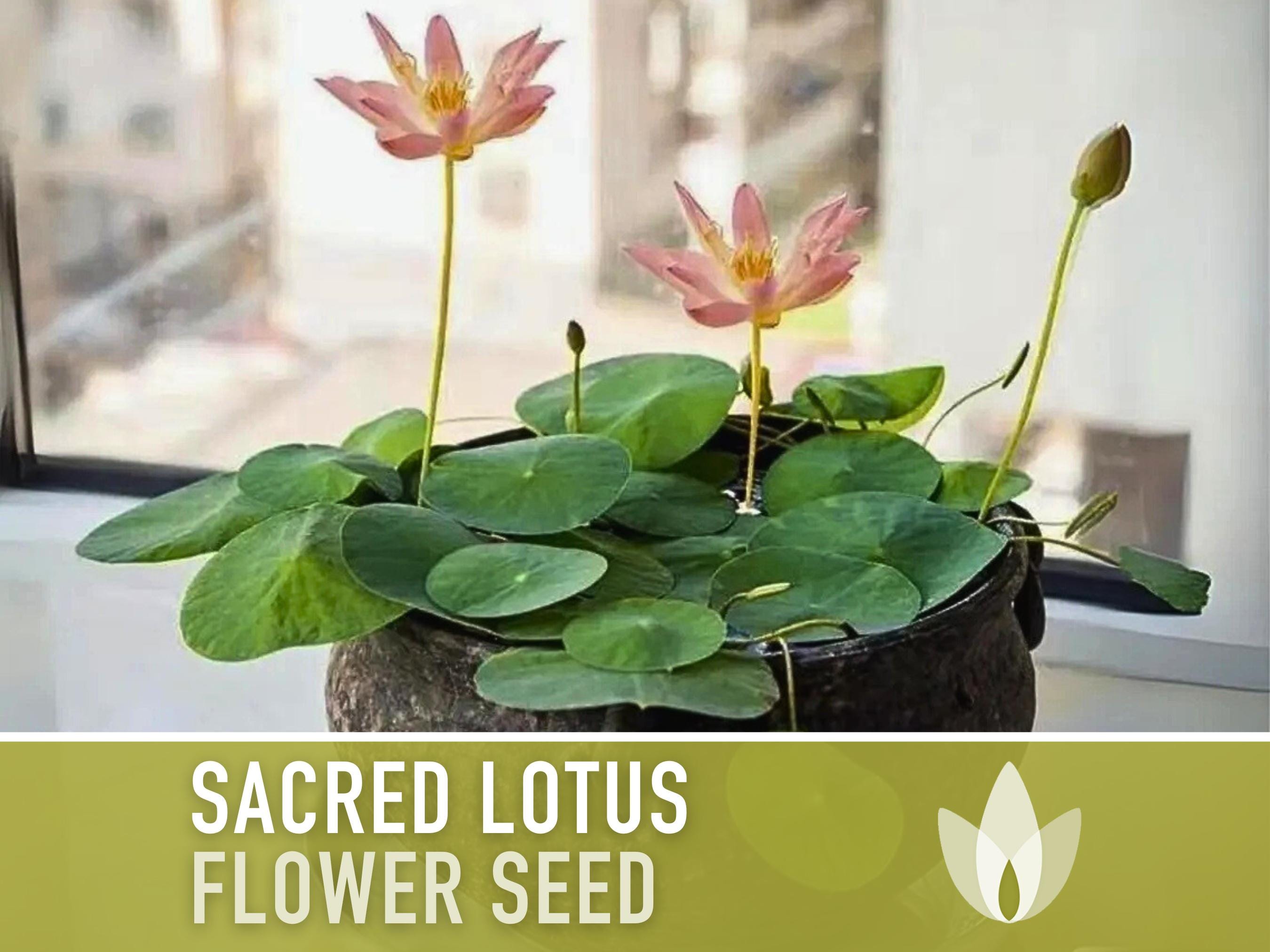 Seeds 5pcs/Bag Lotus Flower Seeds Lotus Aquatic Plants B