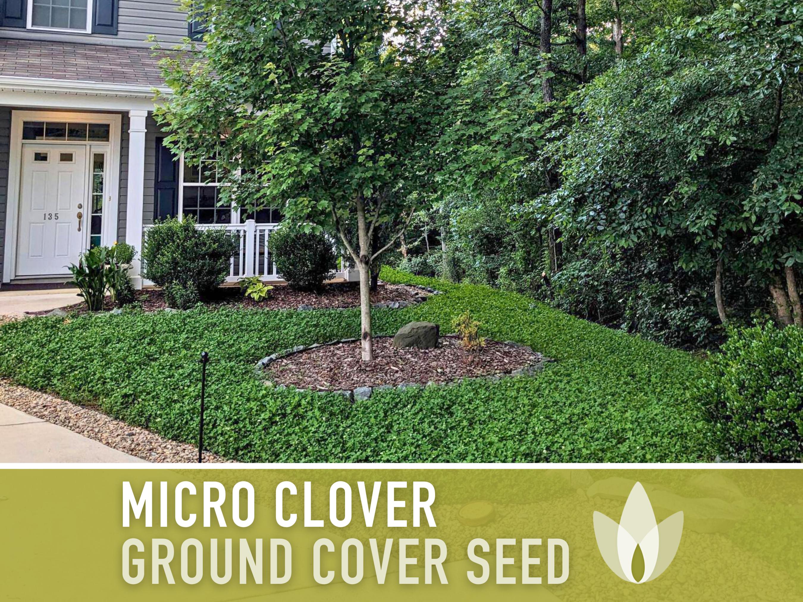 Nitrogen Fixing Cover Crop Seed Miniature White Clover Seed - 1 Lb