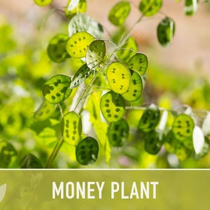 Money Plant Seeds – Heirloom Lunaria, Cut Flowers, Pollinator Garden zdjęcie 6